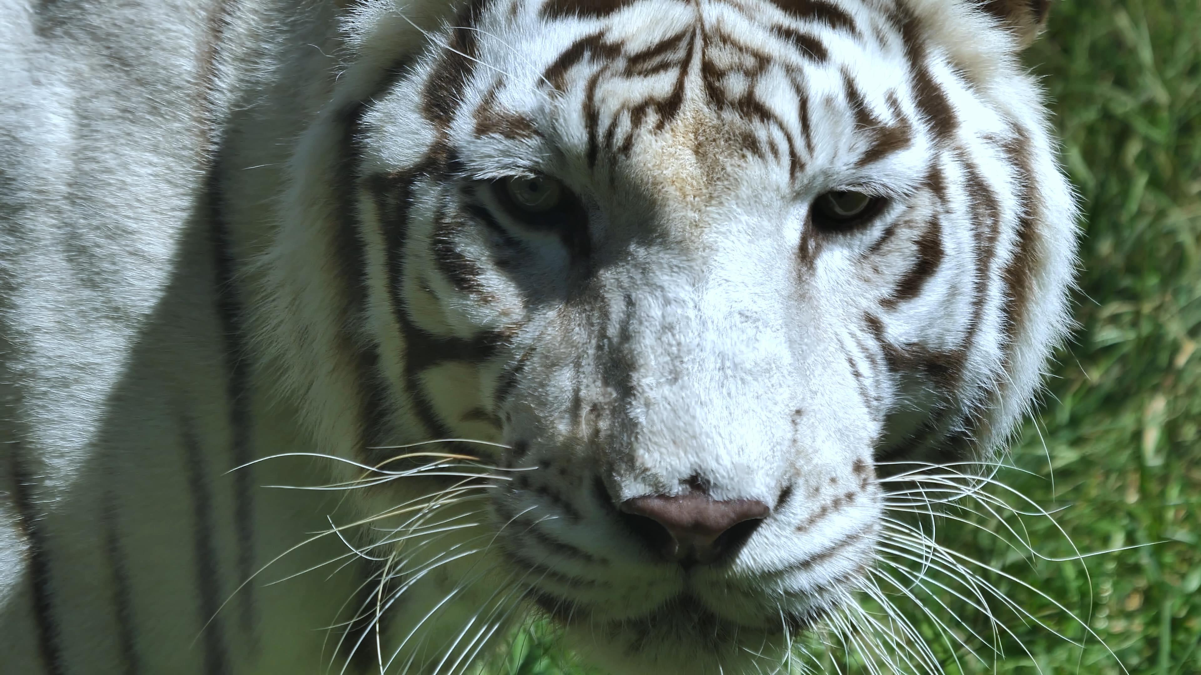4K拍摄动物园老虎白虎游走实拍升格视频的预览图