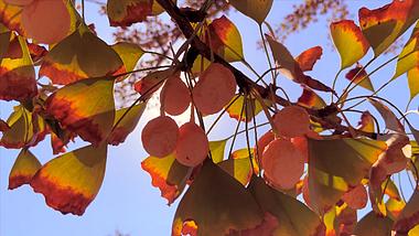 4K实拍秋天风景唯美逆光银杏叶枯黄视频的预览图