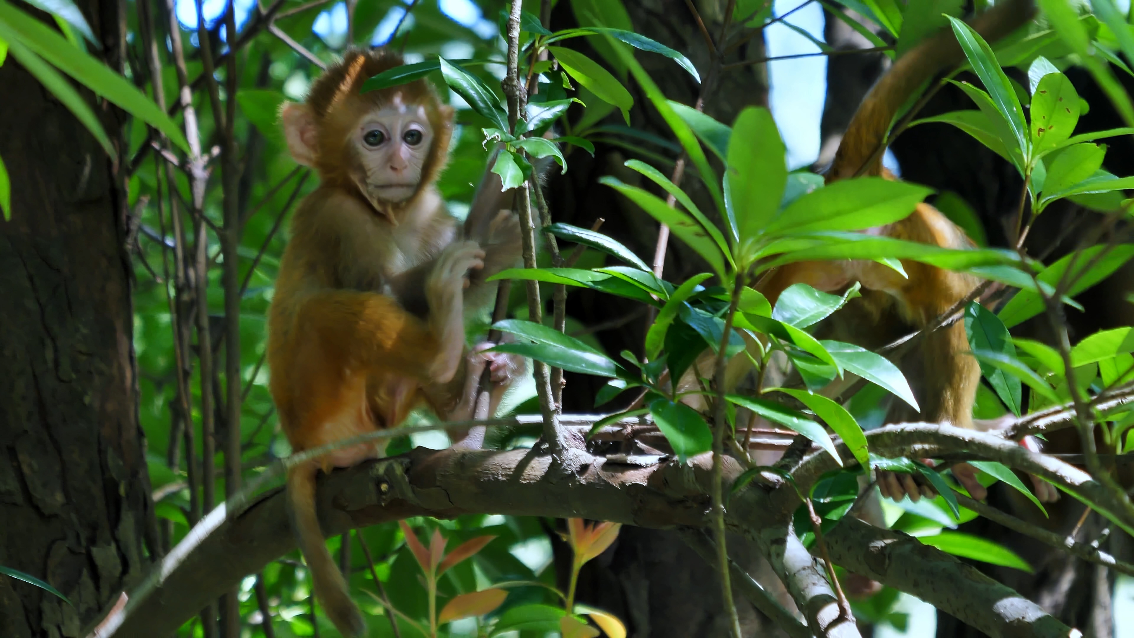 4K拍摄动物园机灵小猴子猴宝宝实拍升格视频的预览图