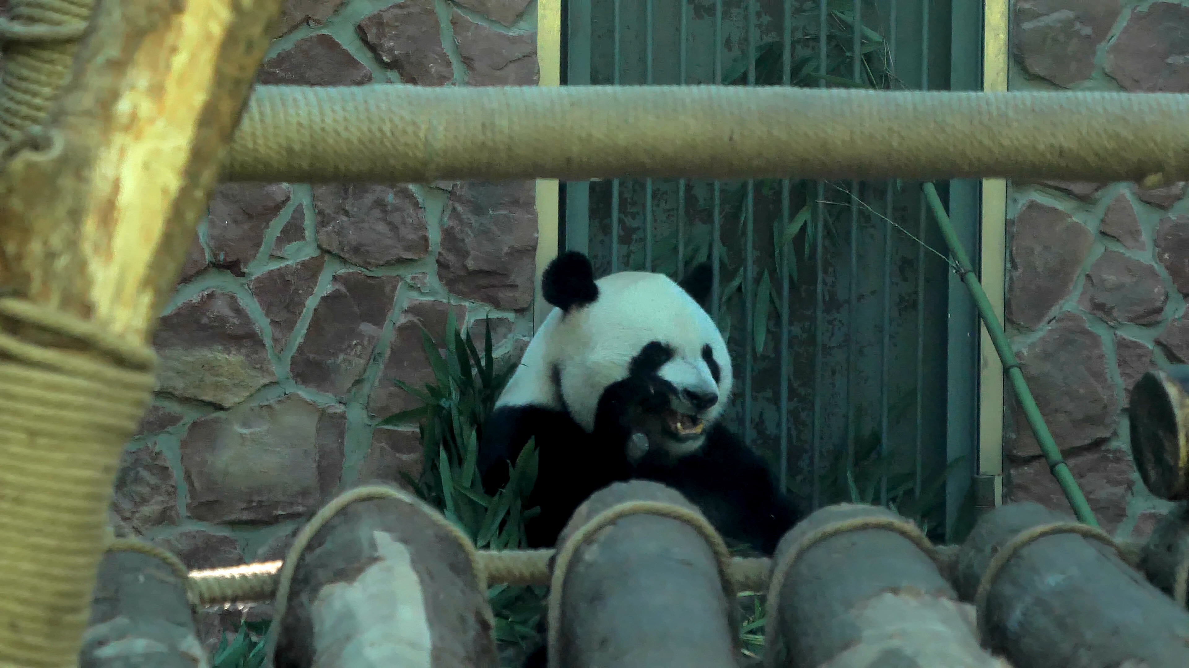 4K拍摄动物园吃竹叶竹子国宝大熊猫实拍视频的预览图