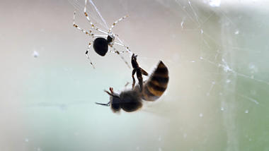 4K拍摄蜜蜂大战蜘蛛升格实拍视频的预览图