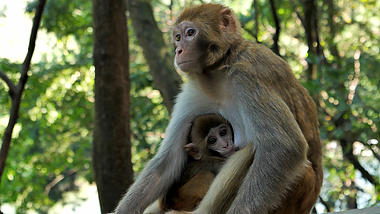 4K拍摄动物园猴妈妈吃奶的猴宝宝实拍升格视频的预览图