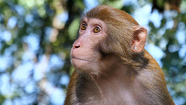 4K拍摄动物园老猴子挠痒整理毛毛实拍升格视频的预览图