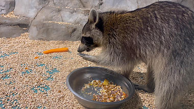 4k实拍动物园动物浣熊吃东西视频的预览图