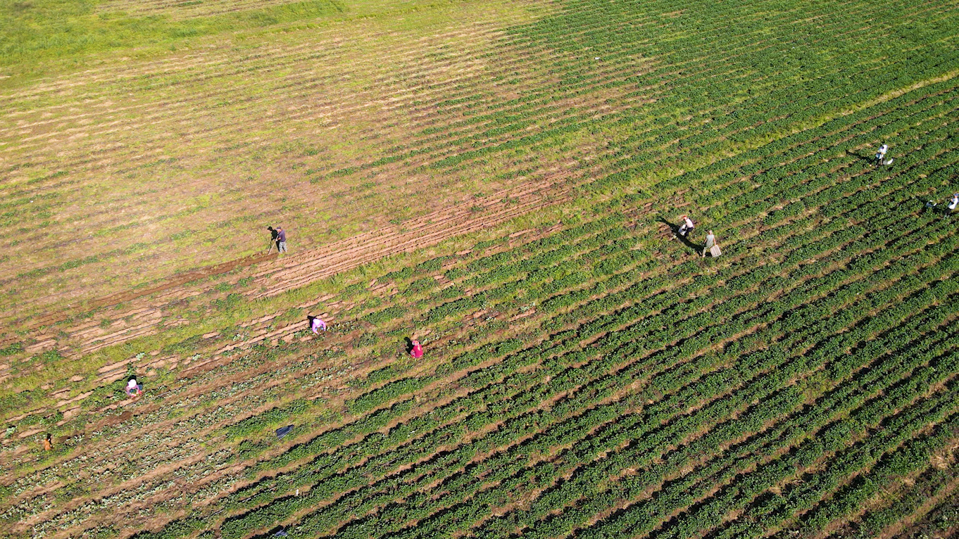4K航拍丹东种植业草莓地农民劳作空镜头视频的预览图