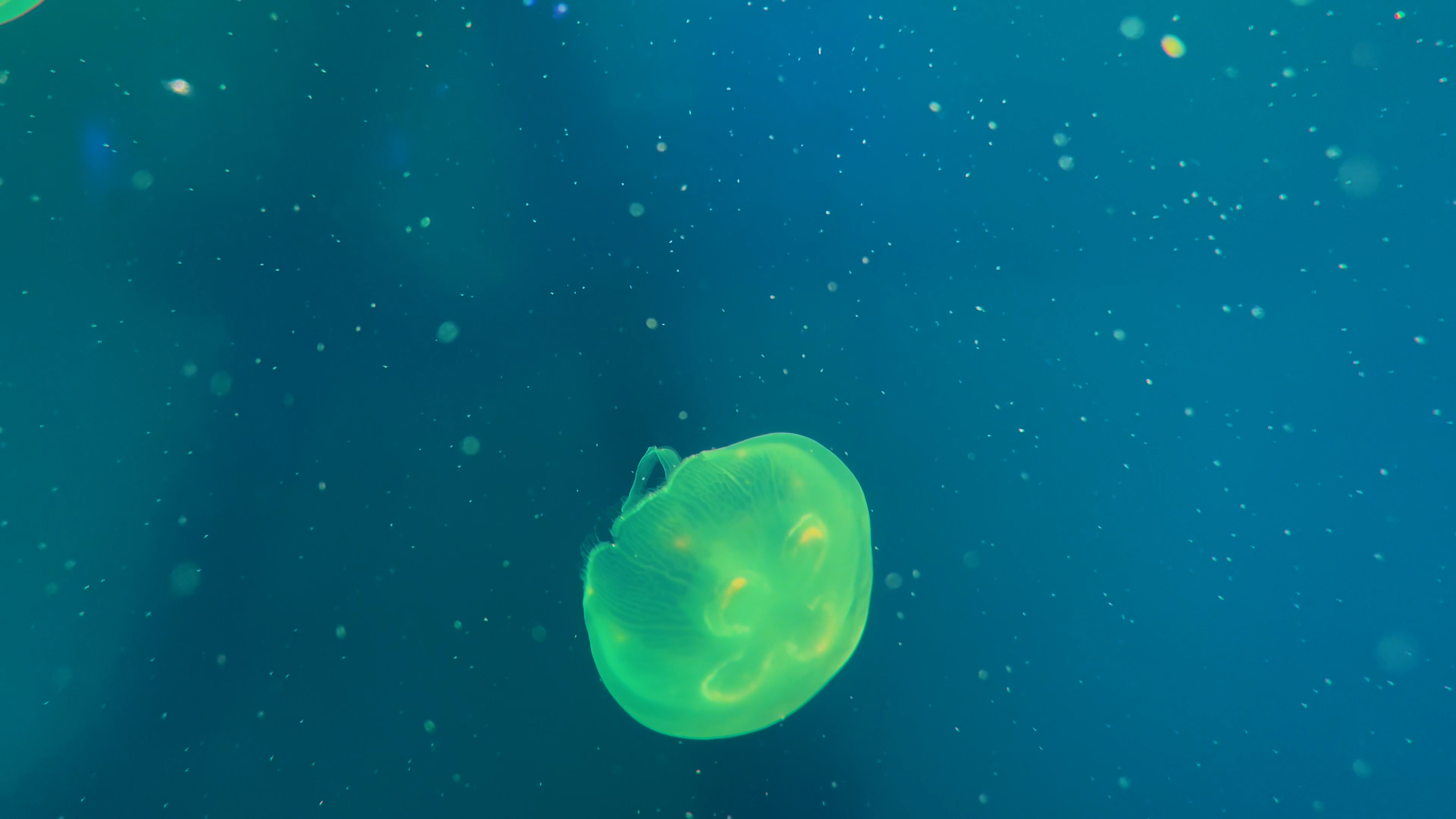 4k实拍动物园动物水母游动视频的预览图