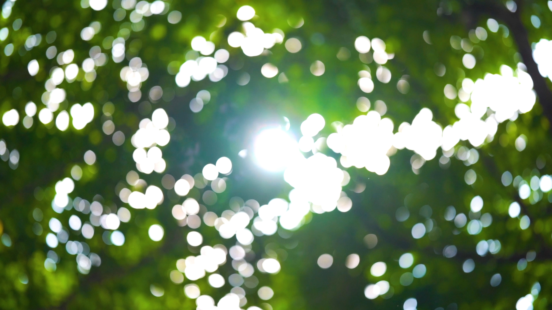 4k实拍唯美阳光透过树叶旋转光斑视频的预览图