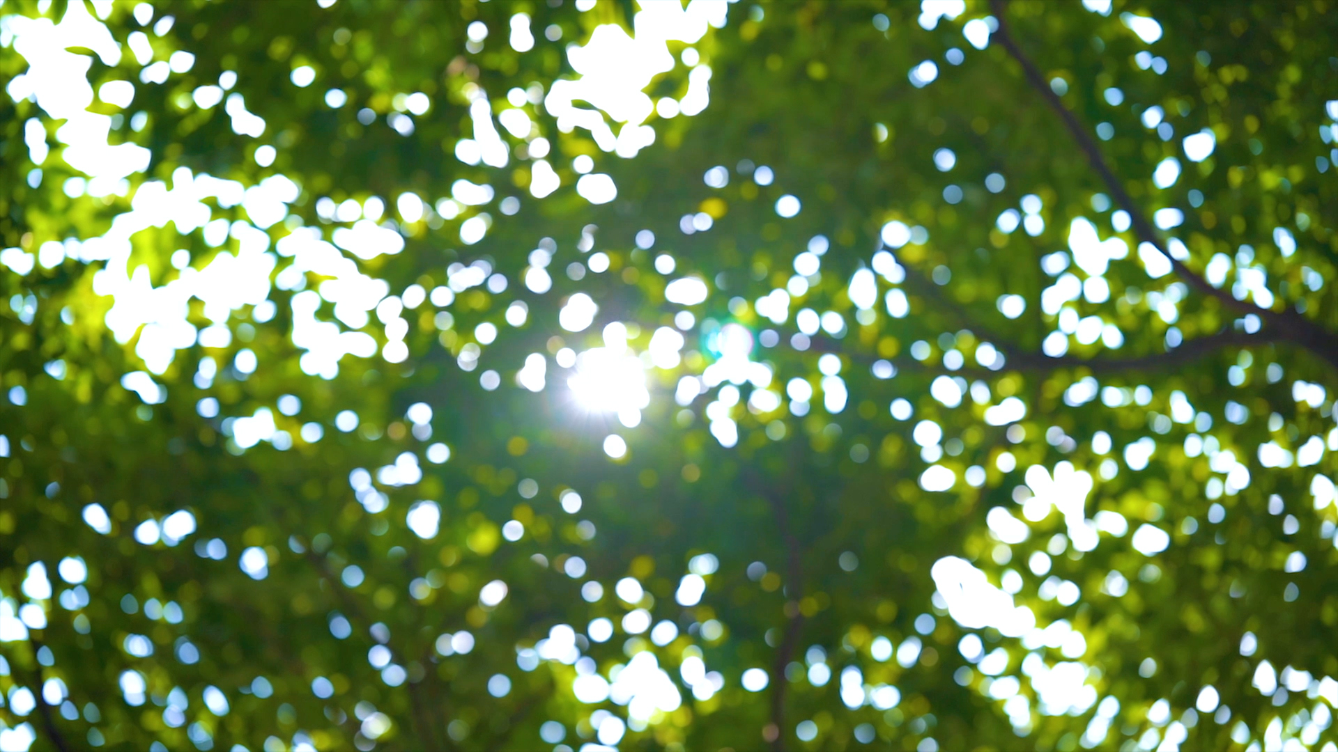 4k实拍光影阳光透过树叶风光视频的预览图