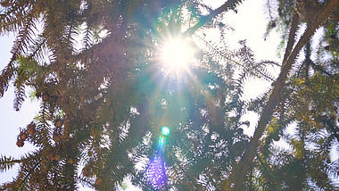 4k实拍唯美秋天阳光透过杉树风光视频的预览图