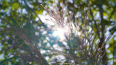 4k实拍唯美阳光透过芦苇升格风光视频的预览图