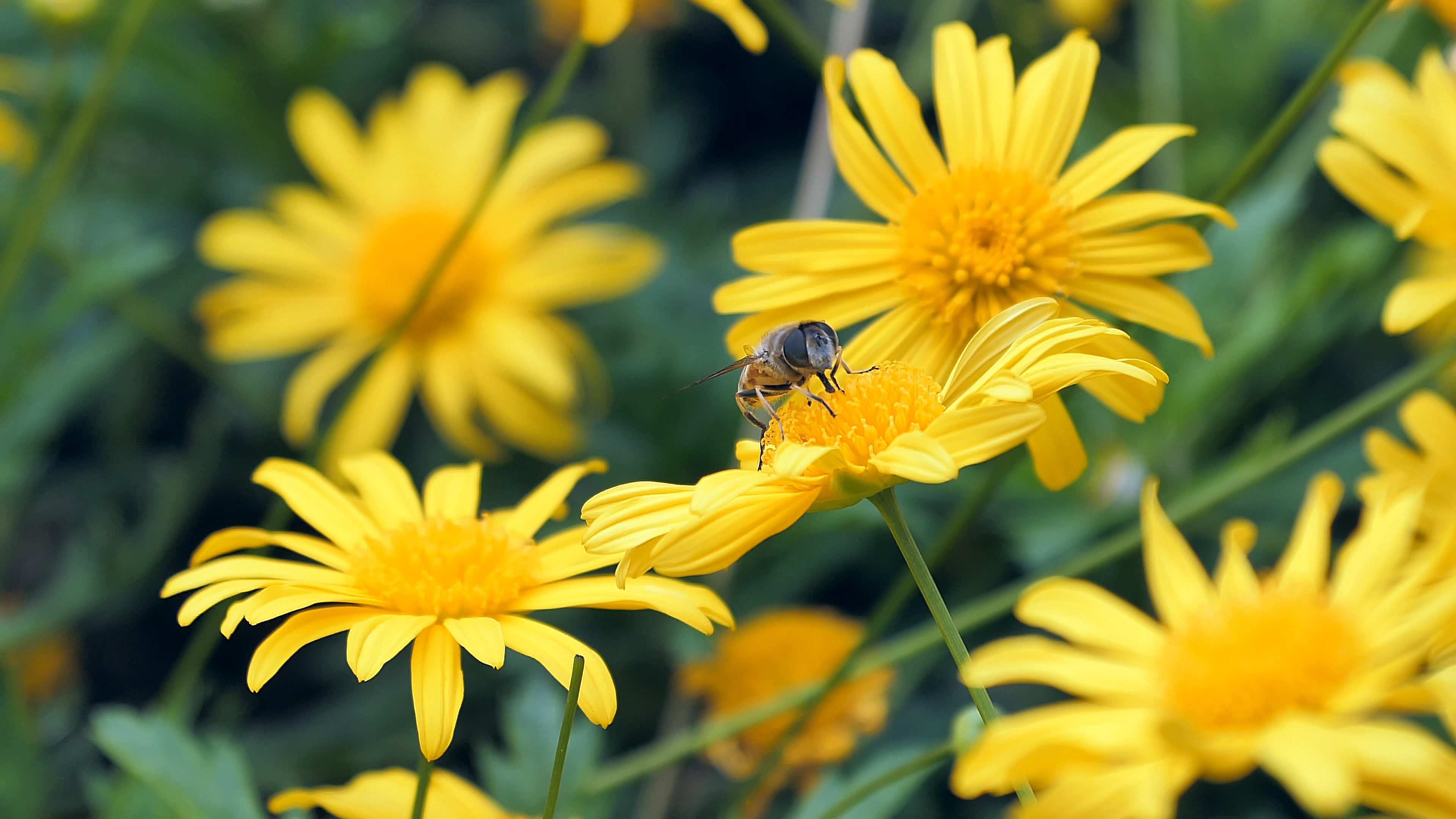 4K拍摄唯美菊花蜜蜂采花实拍视频的预览图
