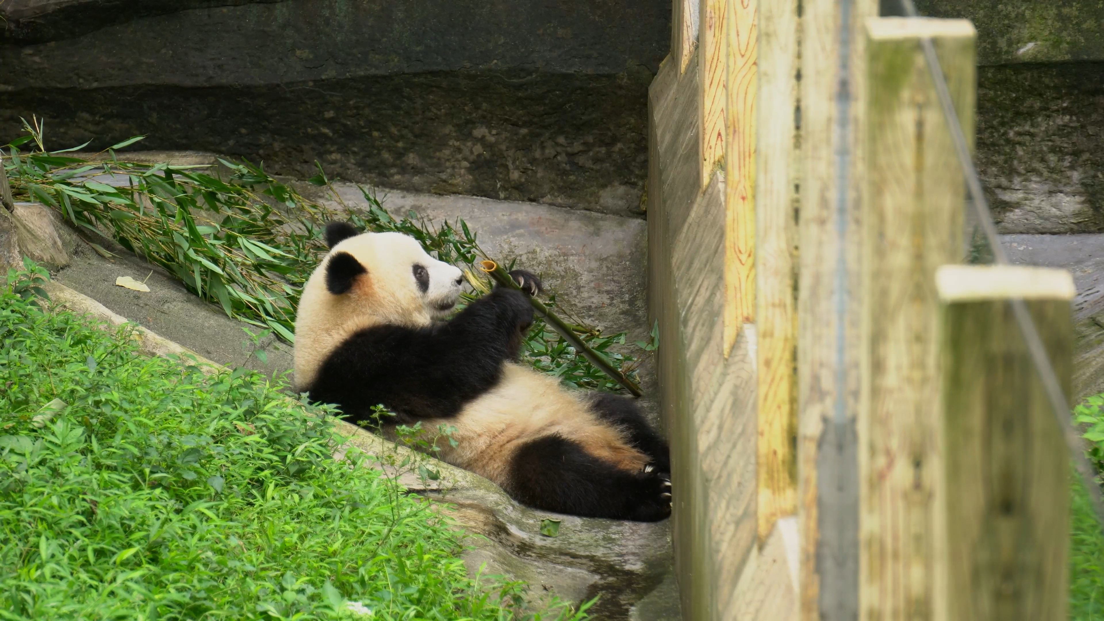 4K实拍动物园国宝大熊猫视频素材视频的预览图