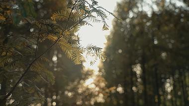 4k阳光穿过水杉树叶树林唯美空镜视频的预览图