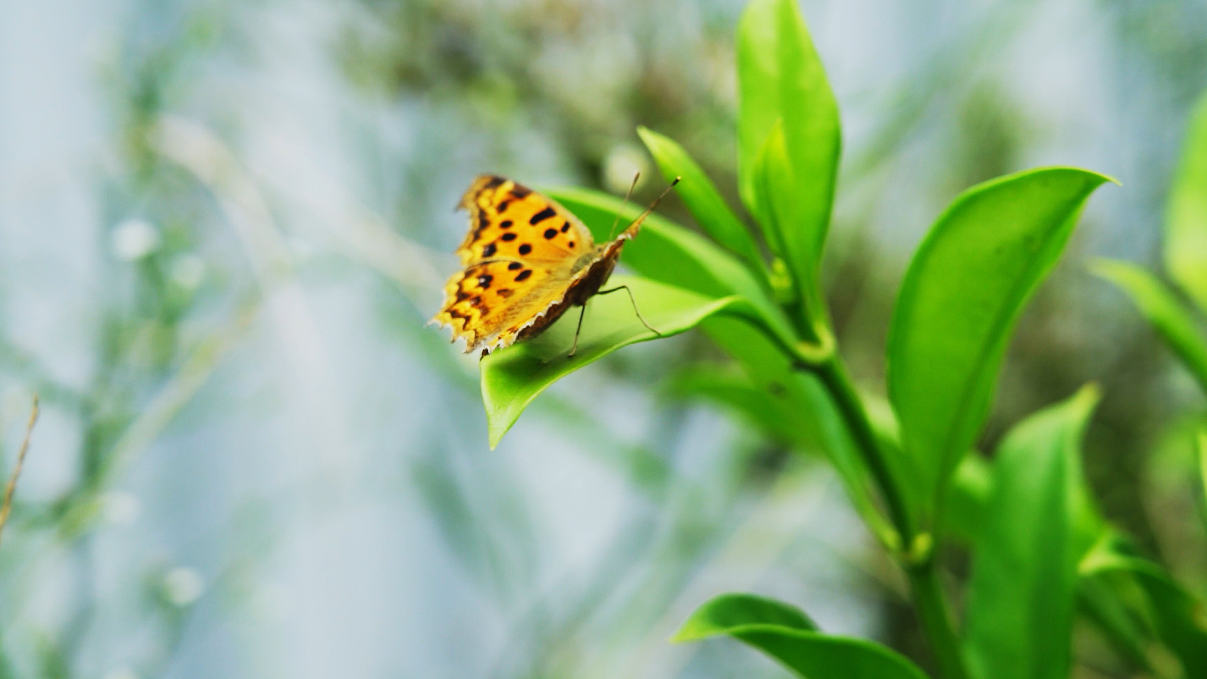 1080植物上停留的蝴蝶自然昆虫实拍视频的预览图