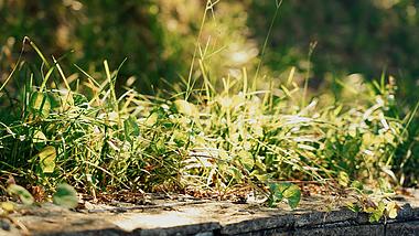 4k阳光照耀的小草自然植物风景空镜视频的预览图