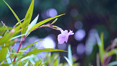 4k实拍唯美下雨雨天雨水洒在花朵视频的预览图