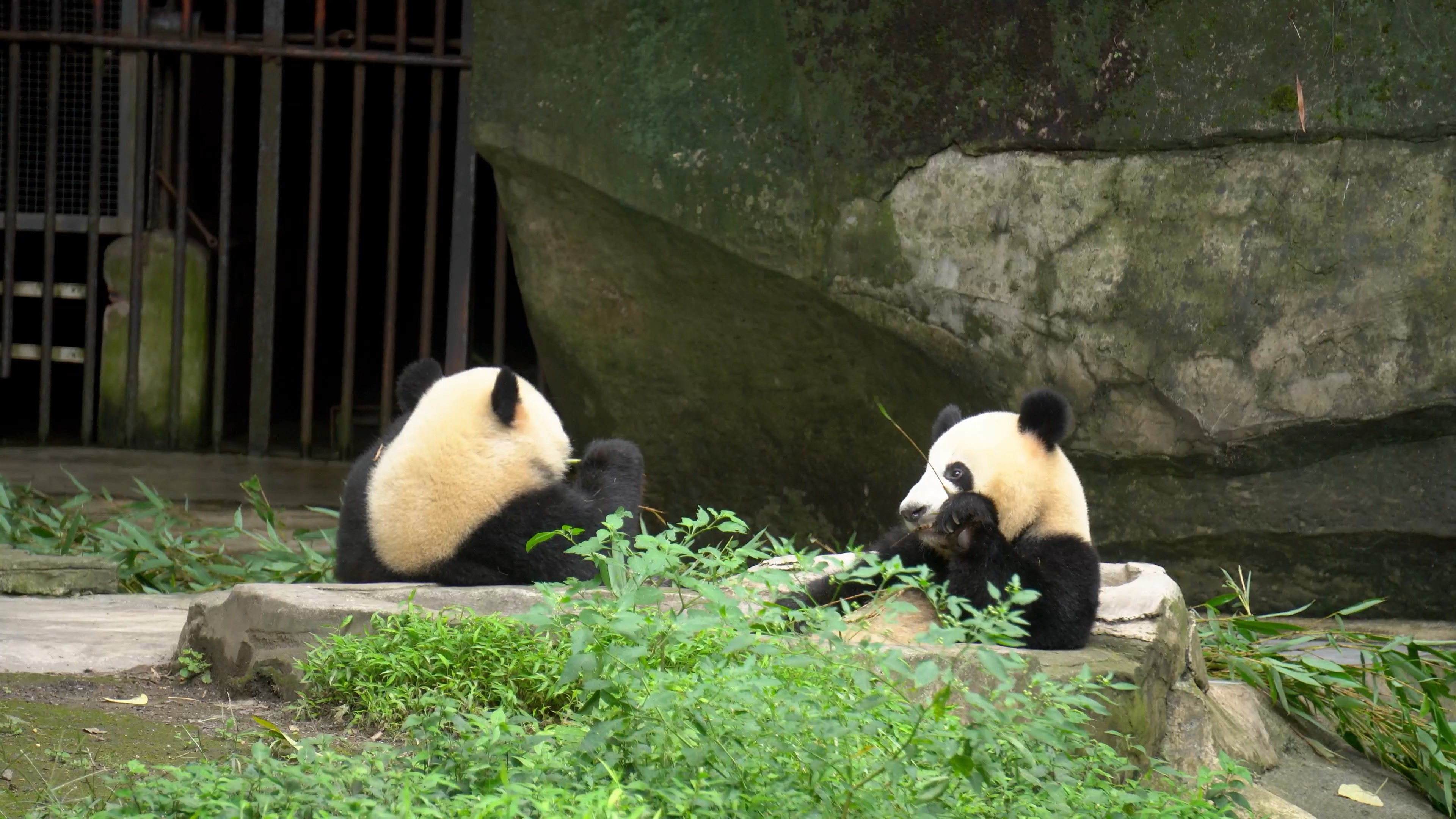 4K实拍动物园国宝大熊猫吃竹子视频的预览图
