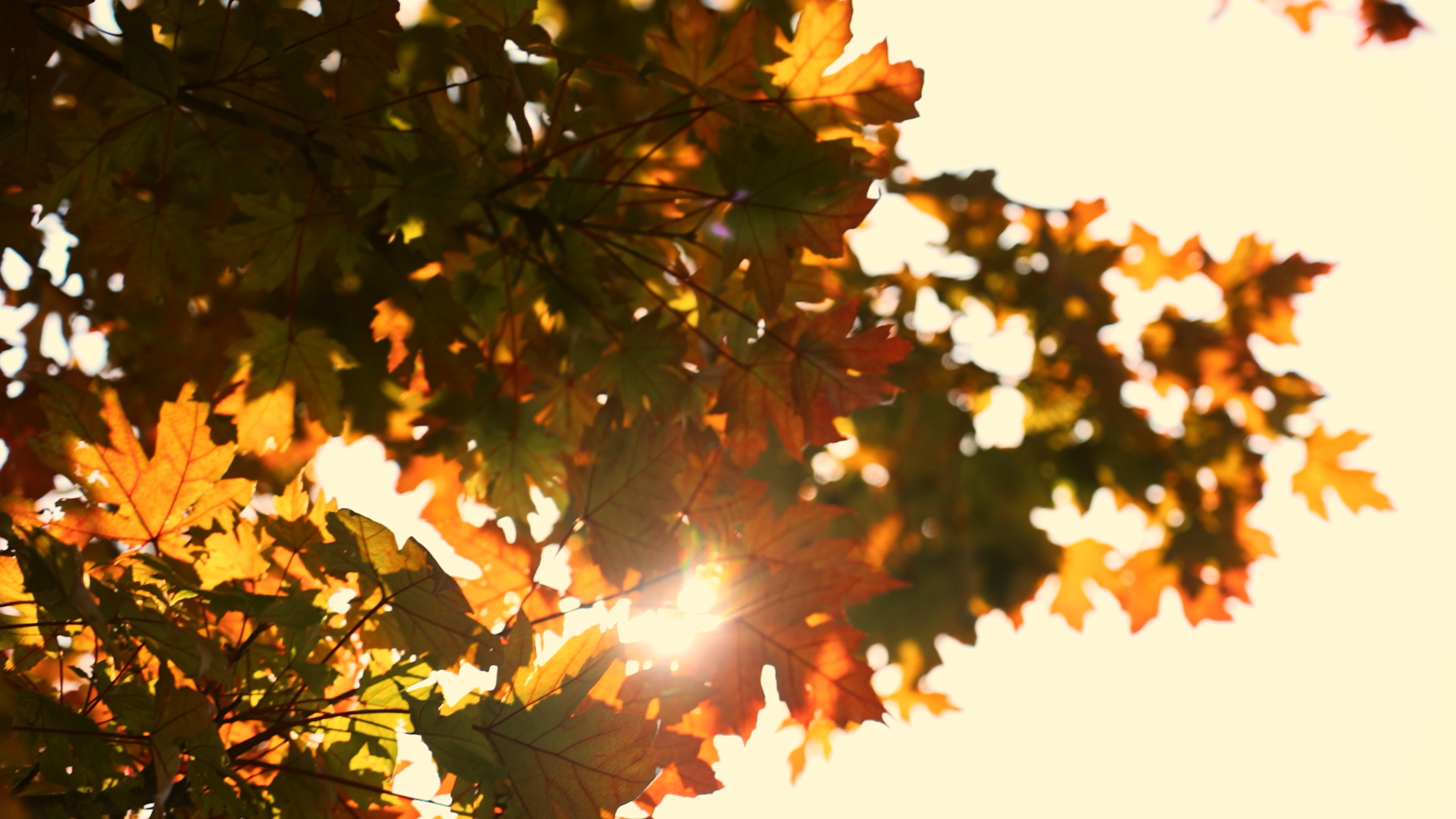 4k阳光穿过泛黄的枫叶树叶空镜秋天风景视频的预览图