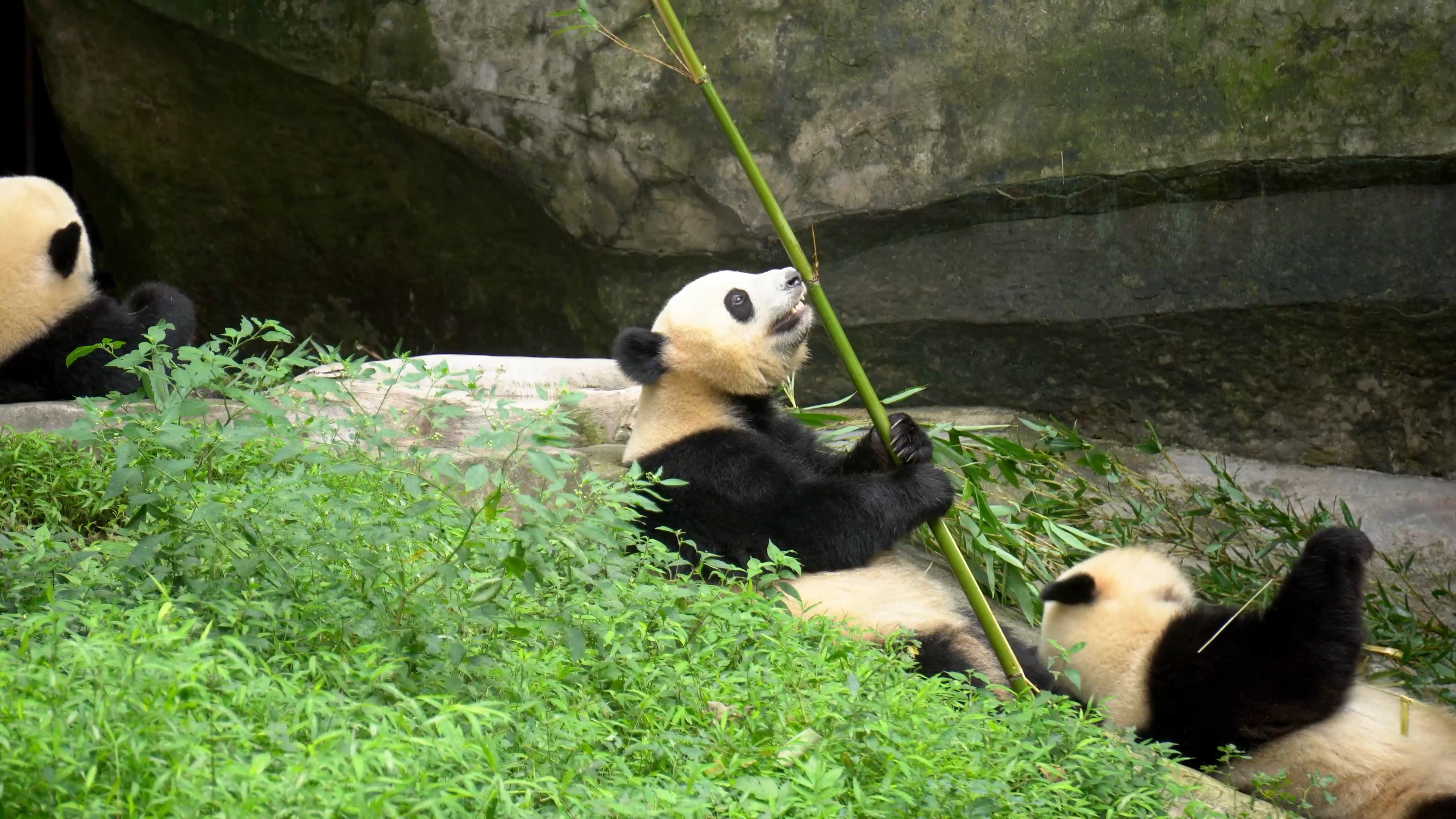 4K实拍动物园国宝大熊猫吃竹子视频素材视频的预览图