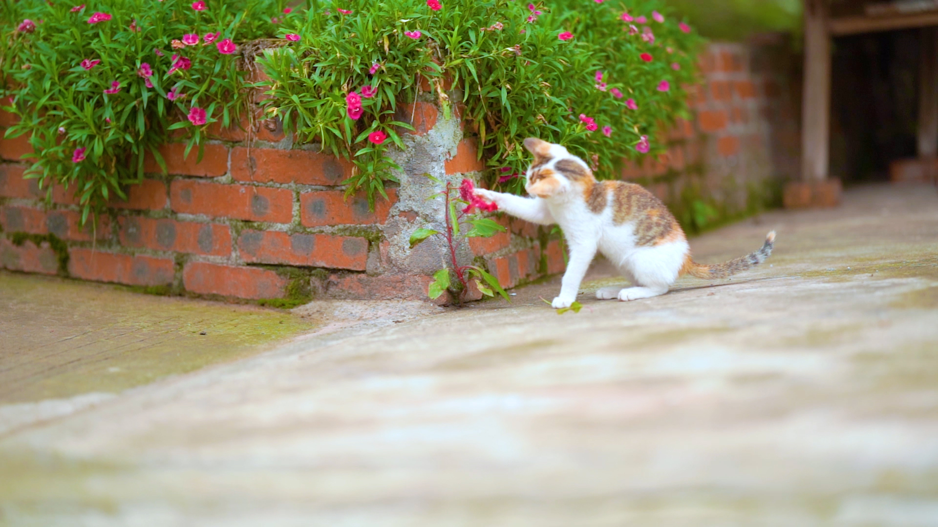 4k实拍淘气小猫玩弄花朵意境视频的预览图
