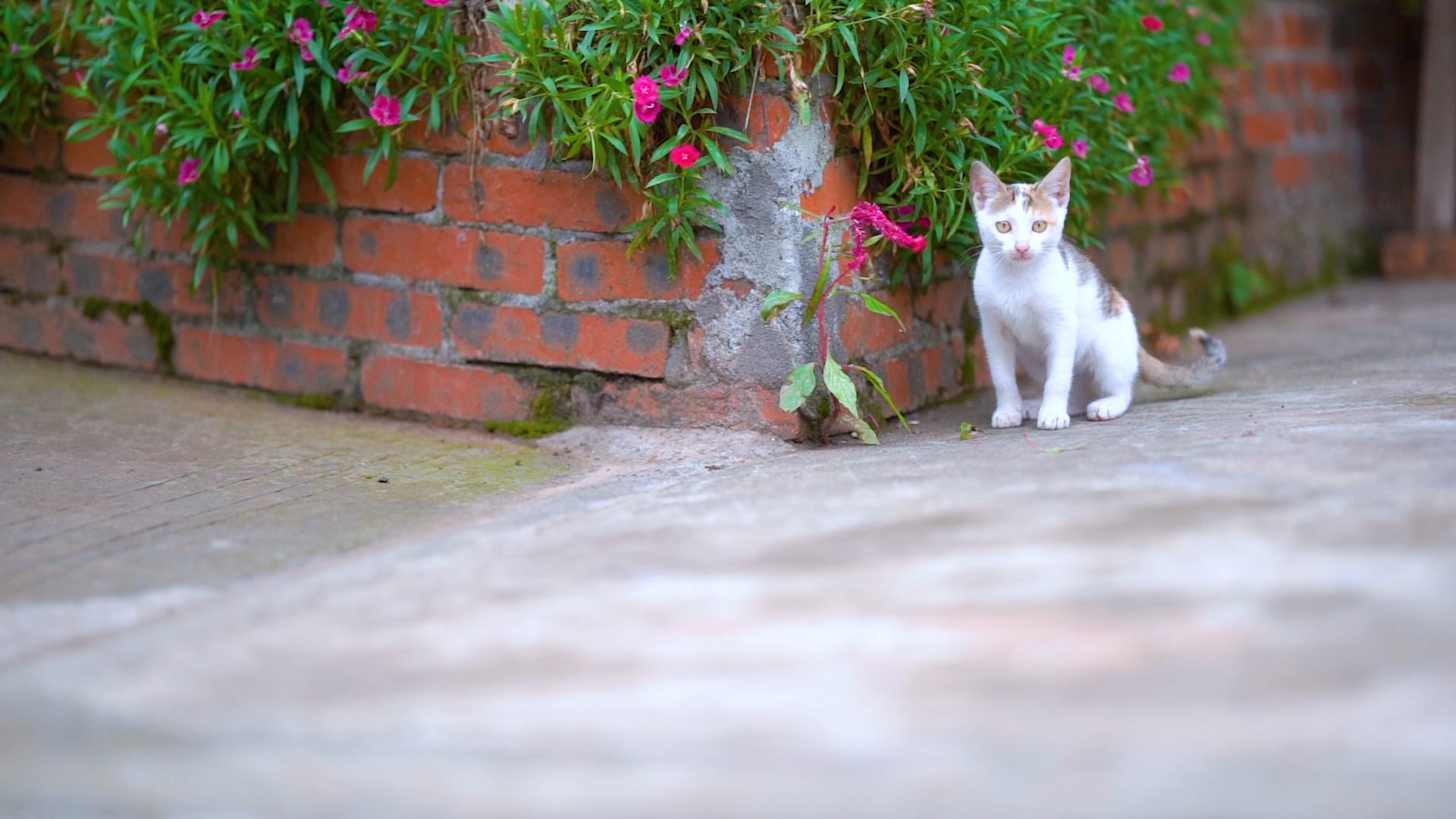 4k实拍意境农村小院的可爱猫咪视频的预览图
