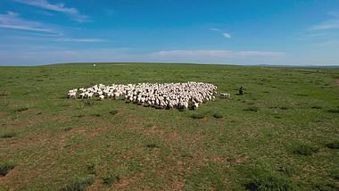 5.4k航拍草原上散落的羊群及牧羊人视频的预览图