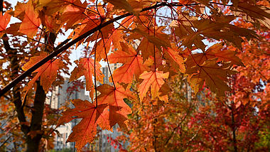 4K实拍秋季枫树红枫叶逆光唯美空镜特写视频的预览图