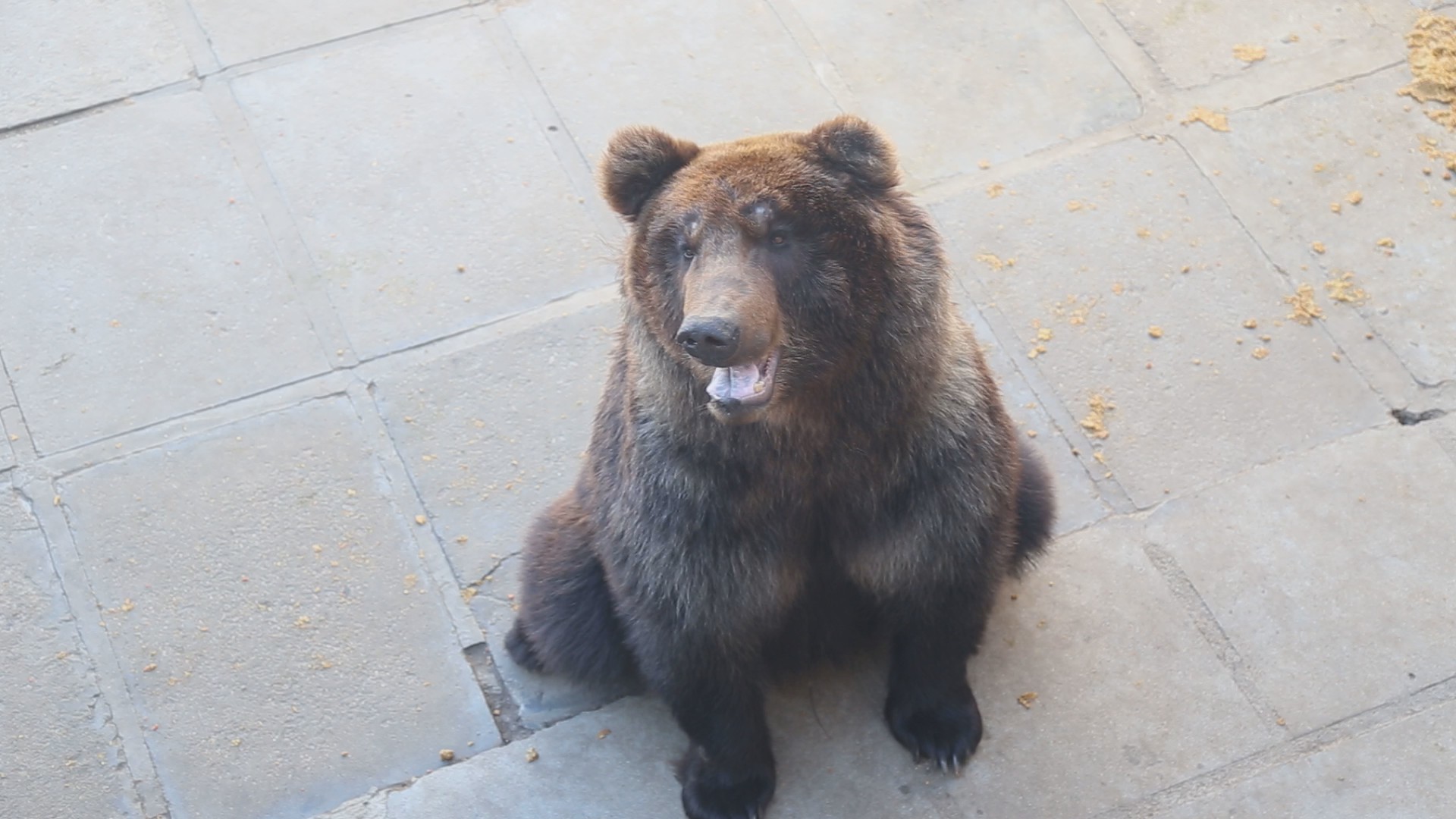 马熊高清1080P熊类动物视频视频的预览图