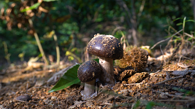 4K野生蘑菇森林自然生长空镜头视频的预览图