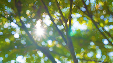 4k实拍唯美风光虚化阳光透过树叶视频的预览图
