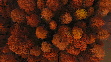4K航拍秋日红色水杉森林视频的预览图