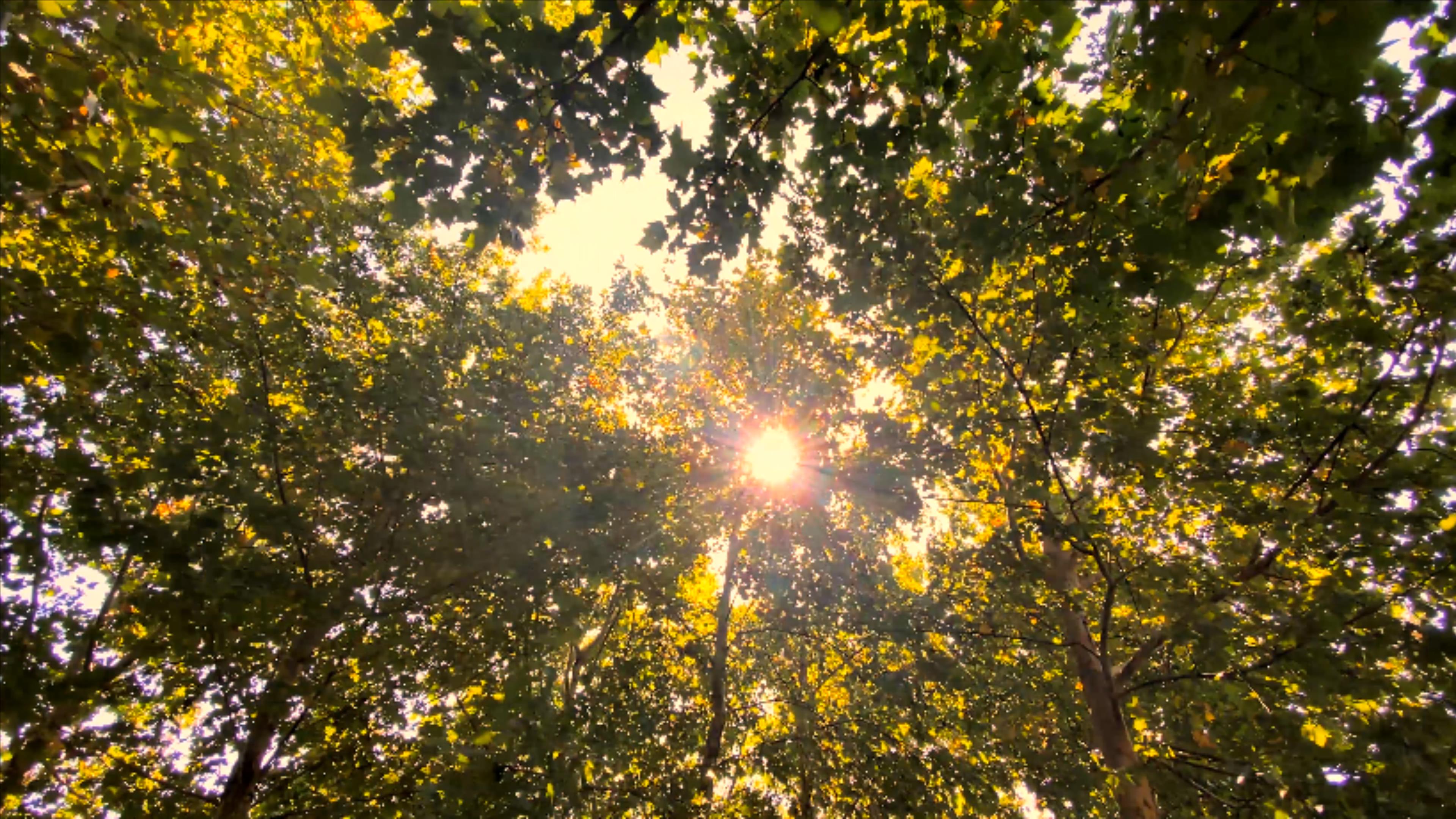 4K实拍逆光秋天风景枯黄树叶阳光穿过树叶视频的预览图