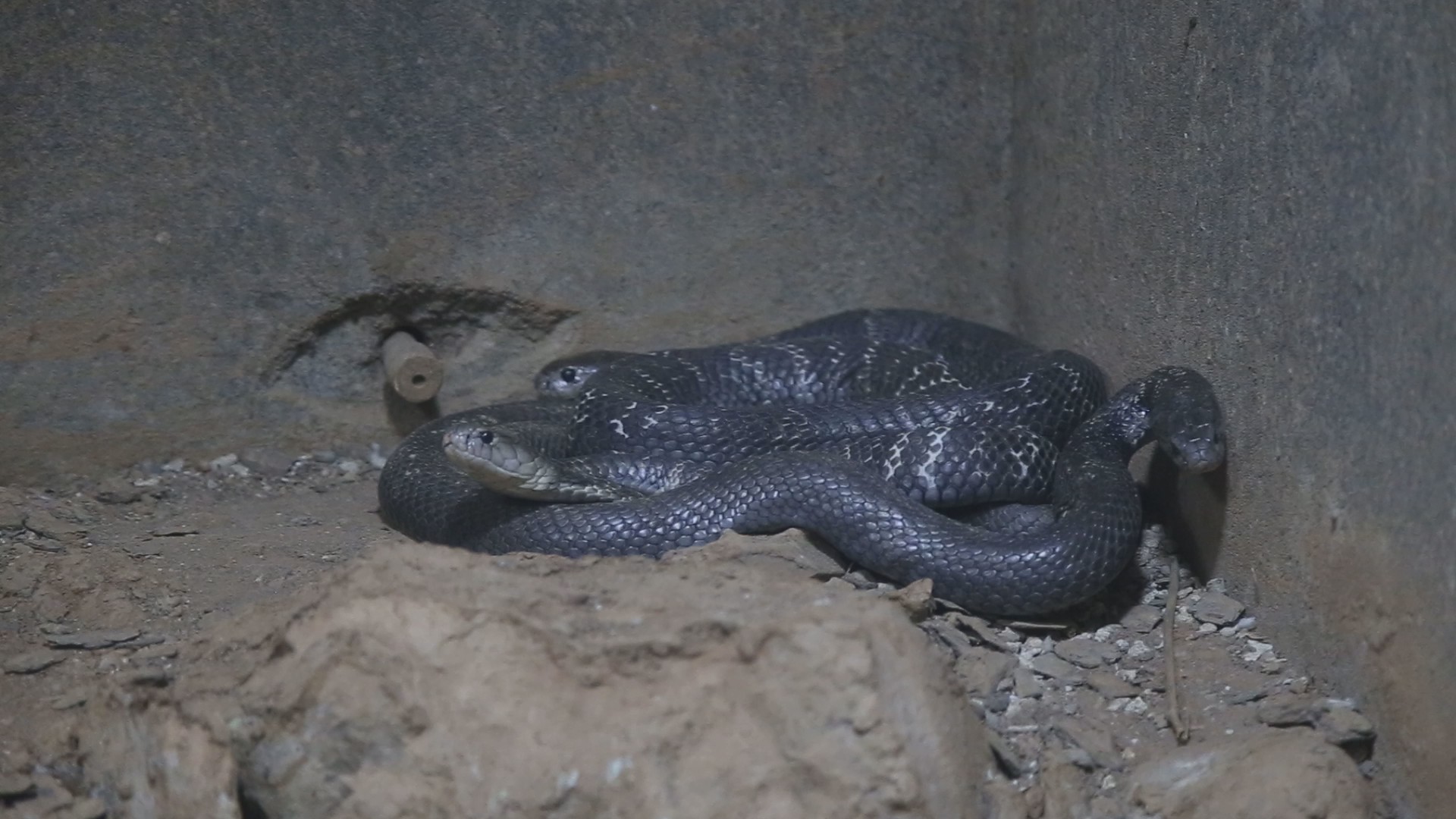舟山眼镜蛇高清1080P蛇类动物视频视频的预览图