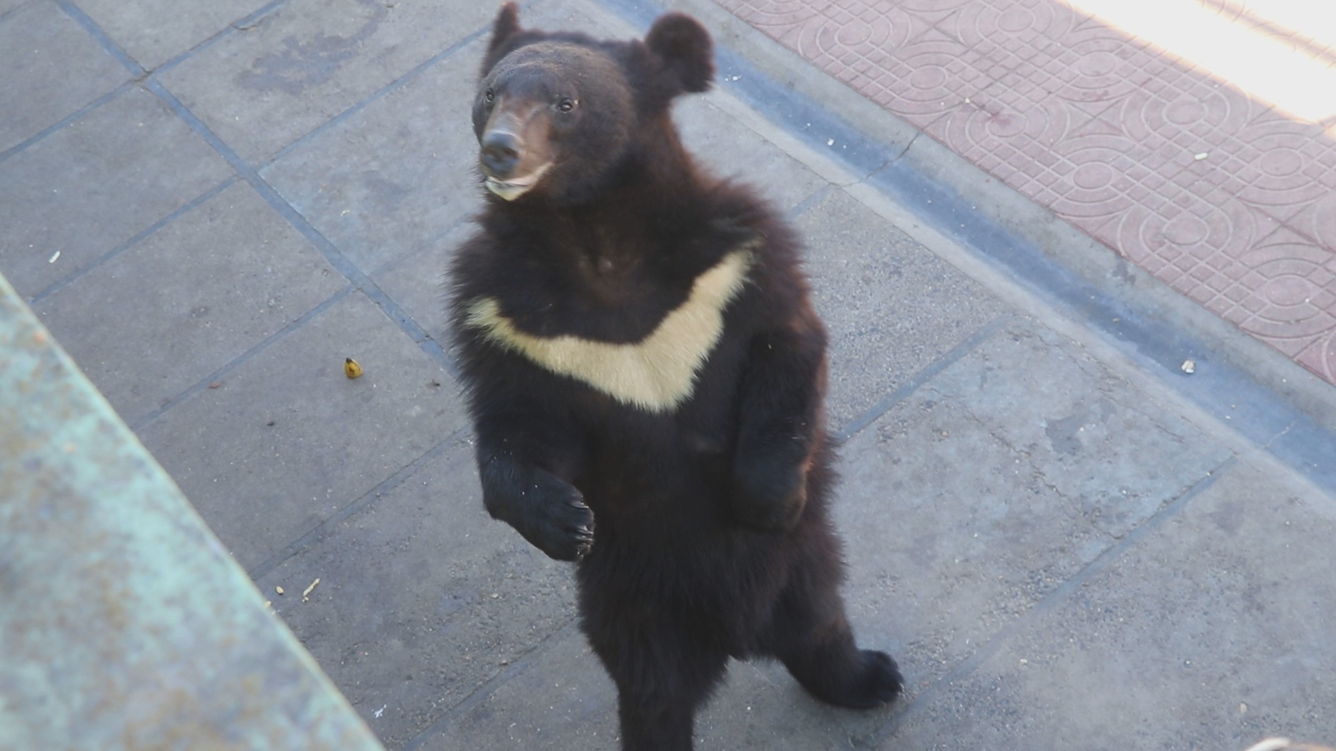 黑熊高清1080P熊类动物视频视频的预览图