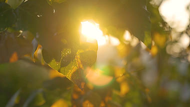 4k实拍唯美秋天意境阳光下的树叶视频的预览图