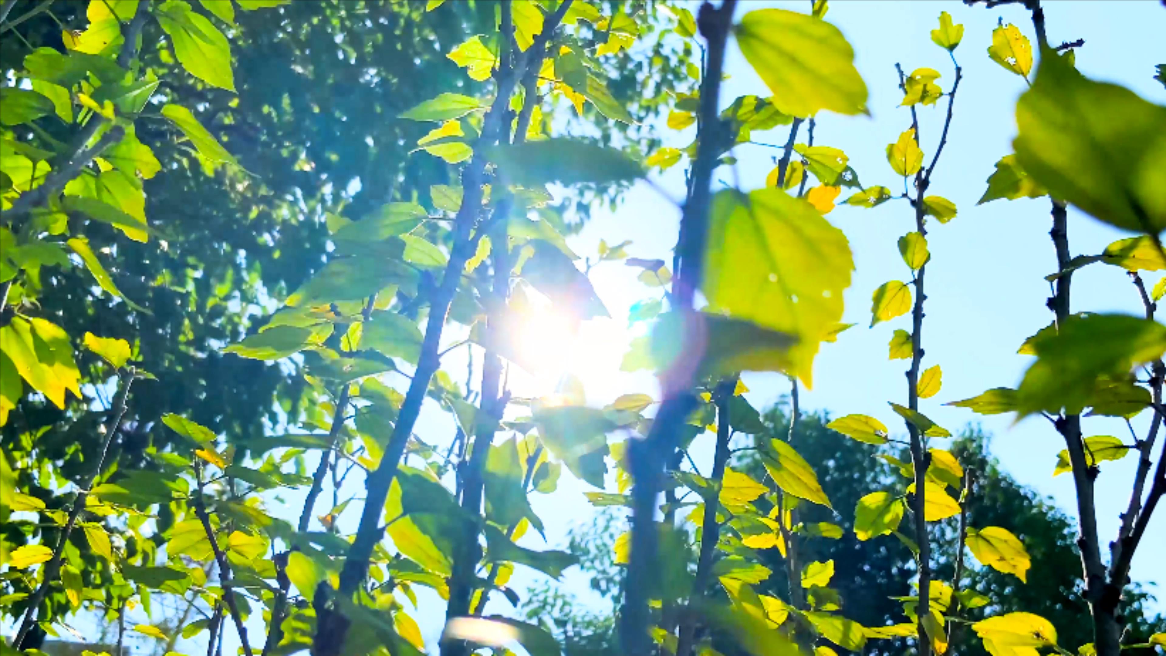 4K实拍逆光树影丛林意境视频的预览图