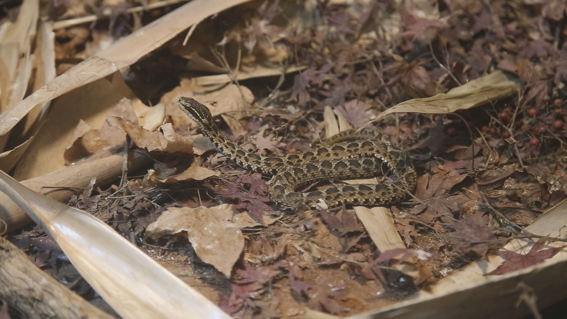 蝮蛇高清1080P蛇类动物视频视频的预览图
