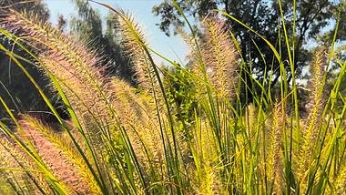 4K实拍芦苇草自然风景视频的预览图