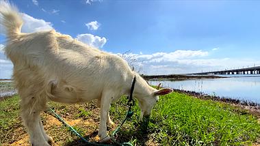 4K实拍湖边草地上羊吃草自然风景视频的预览图