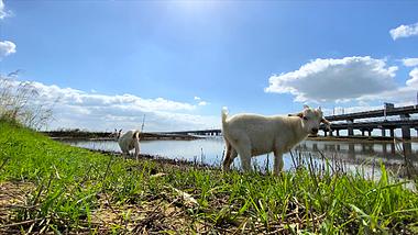 4K实拍晴朗天气草地上羊群在吃草视频的预览图