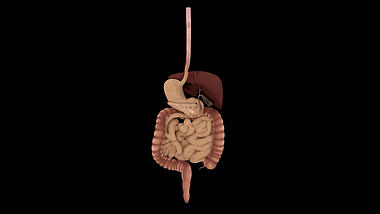 肠胃人体医疗模型透明通道素材视频的预览图