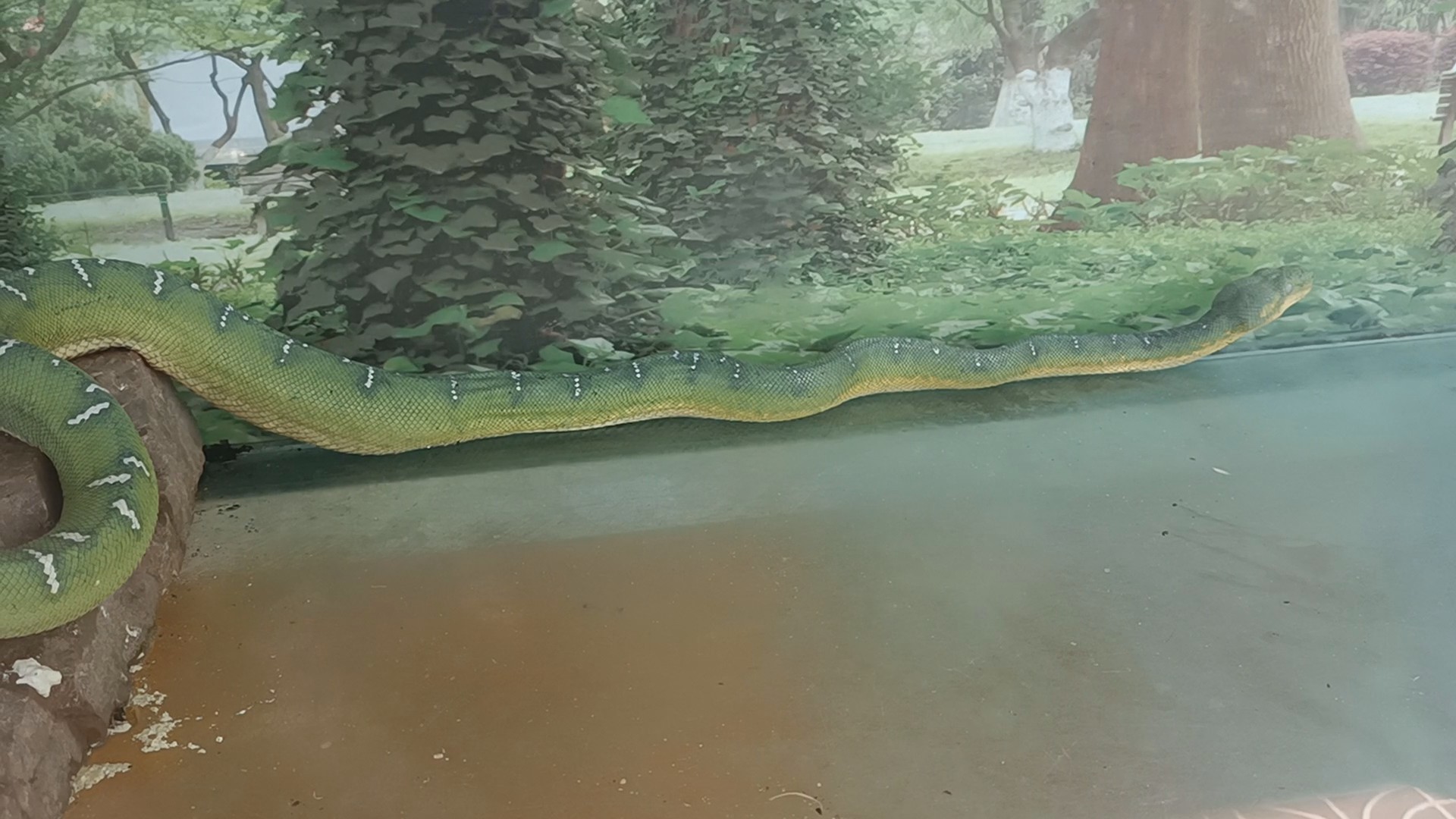 绿树蟒高清1080P蛇类动物视频视频的预览图