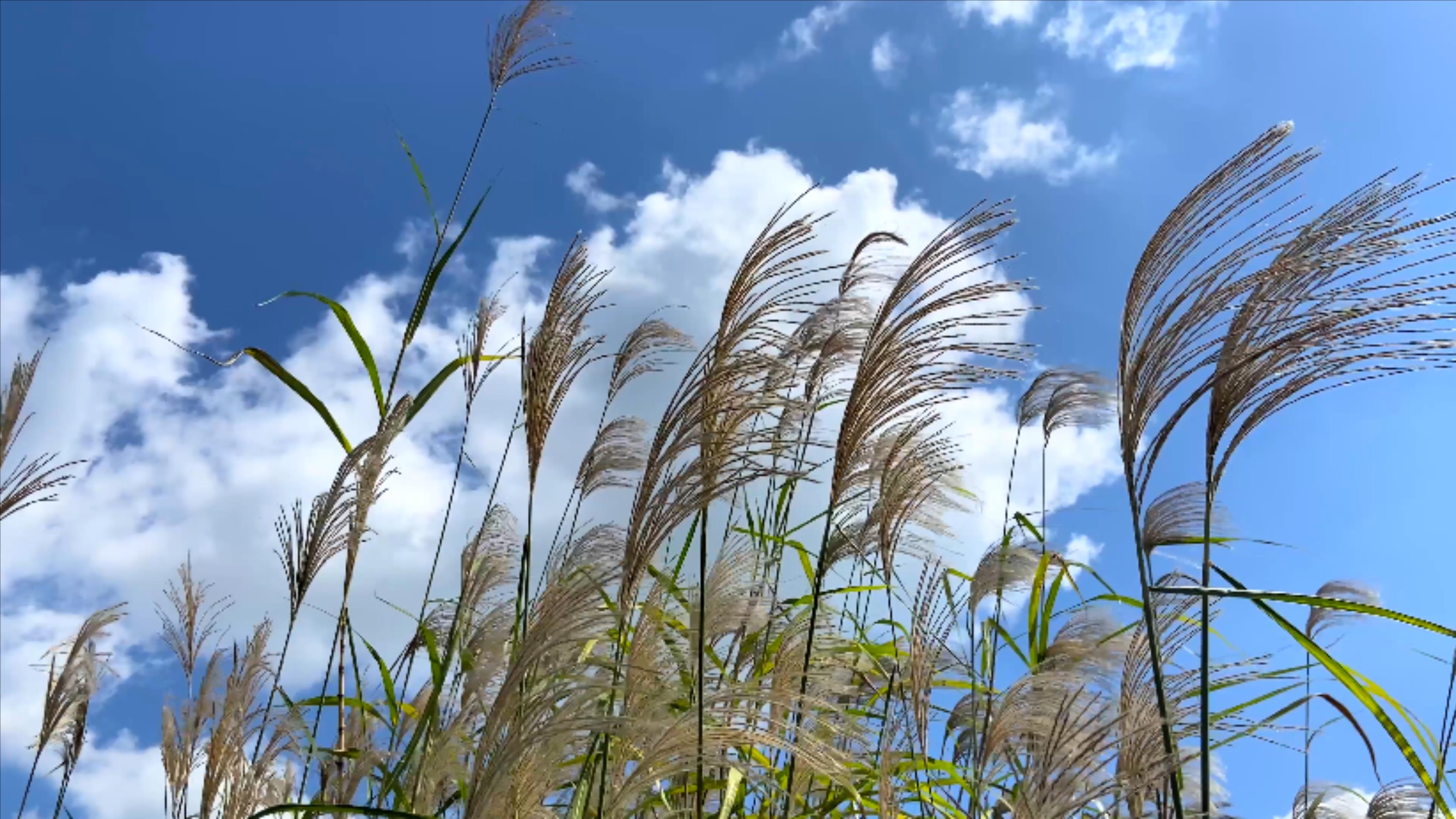 4K实拍秋天风景芦苇草蓝天白云自然风景视频的预览图