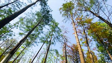 4K实拍森林树木自然风景视频的预览图