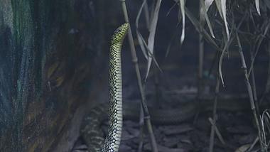王锦蛇高清1080P蛇类动物视频视频的预览图