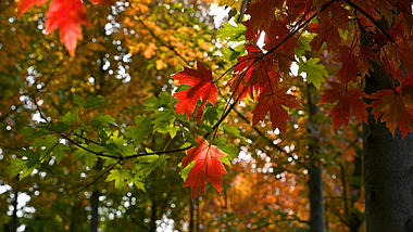 4K实拍秋天阳光下唯美红枫叶随风飘动视频的预览图