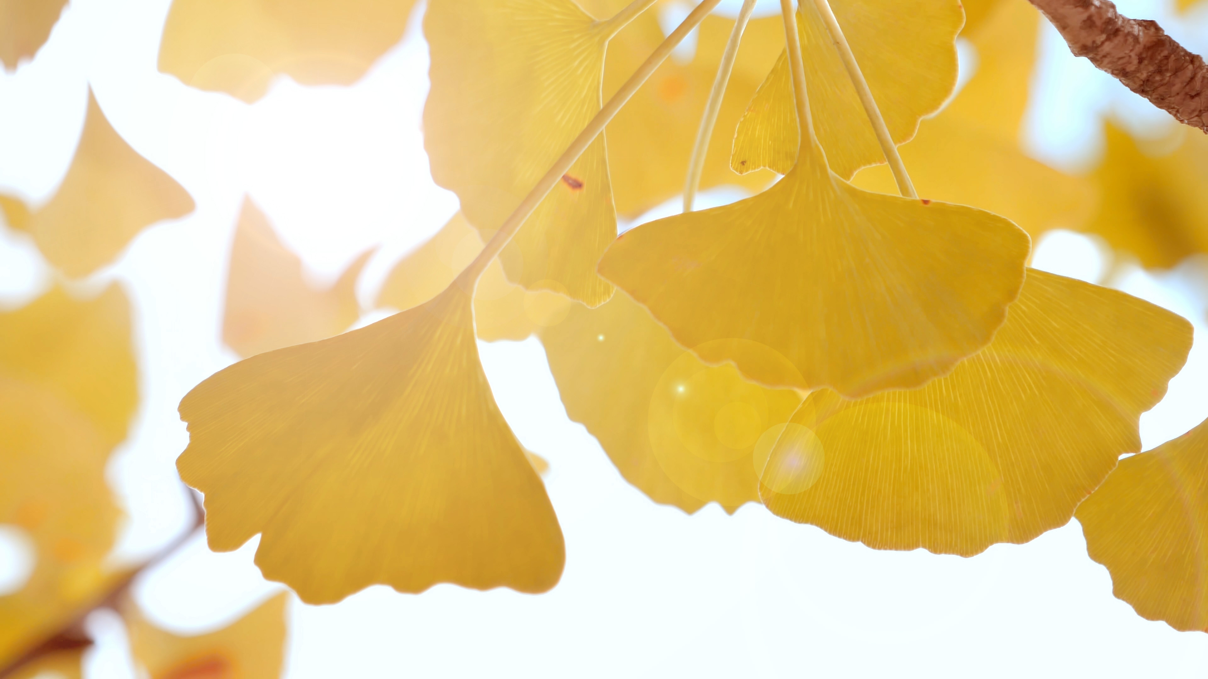 4K拍摄金色银杏叶风景光晕透过树叶空境视频的预览图
