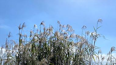 4K实拍自然风景芦苇草视频的预览图