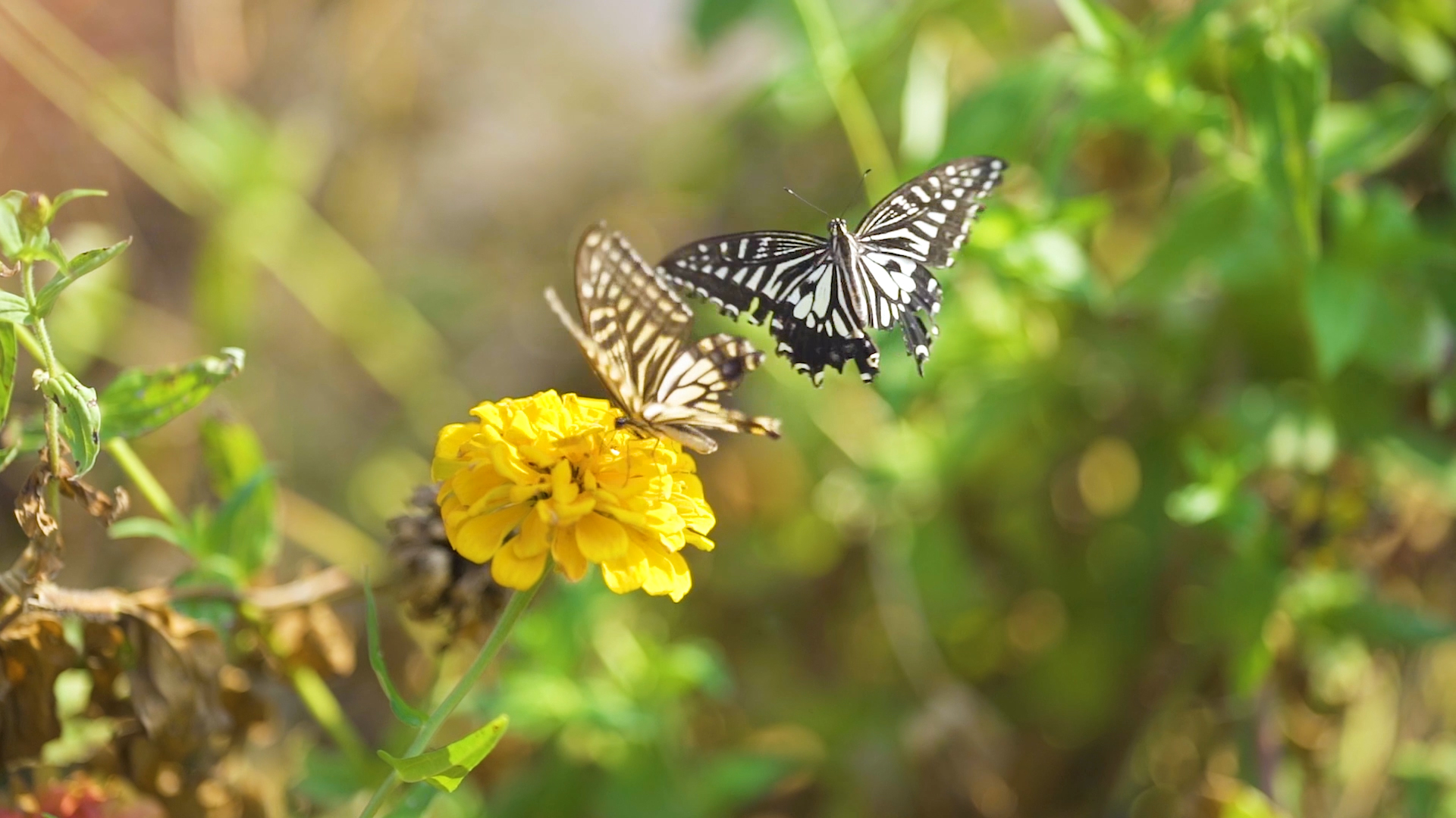 4k实拍唯美花朵上飞舞的蝴蝶视频的预览图
