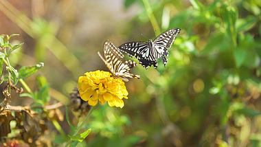4k实拍唯美花朵上飞舞的蝴蝶视频的预览图